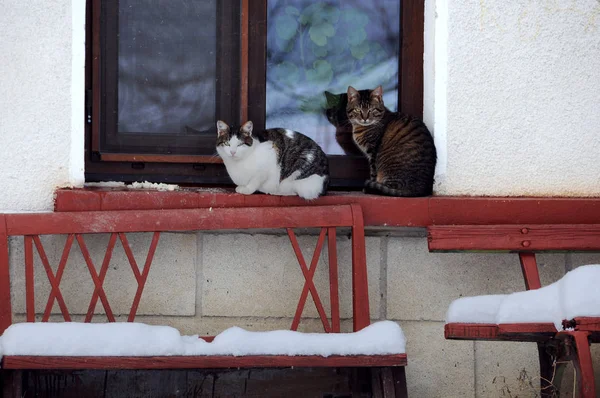 Zwei Katzen im Winter — Stockfoto