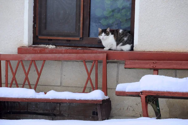 Katze am Fenster am Wintertag — Stockfoto