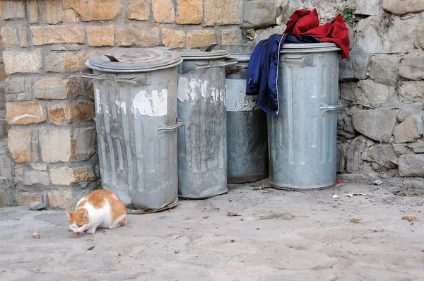 Streunende Katze und Müllcontainer — Stockfoto