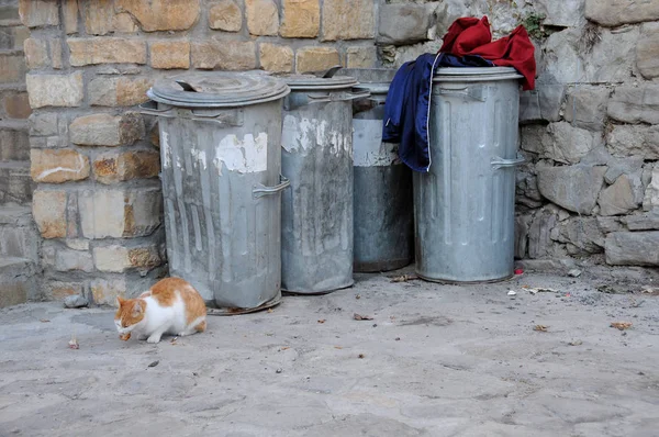 Streunende Katze und Müllcontainer — Stockfoto