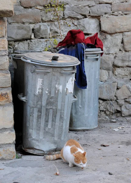 Streunende Katze und Müllcontainer — Stockfoto