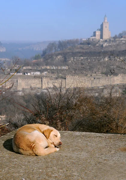 Sleeping stray dog in Veliko Tarnovo — Stock Photo, Image
