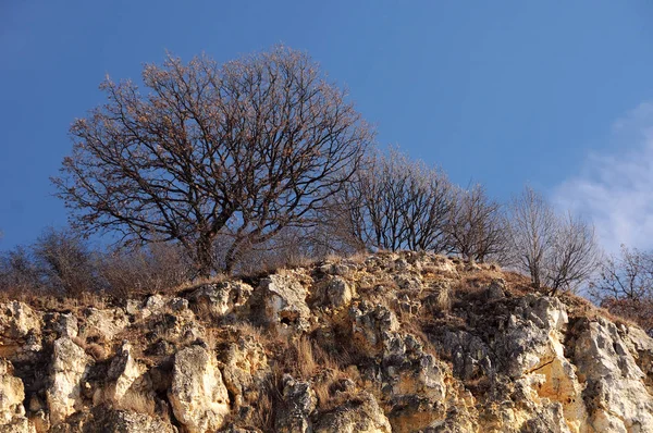 Голые деревья на скале — стоковое фото
