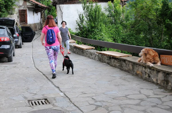 Walking dog in Old town — Stock Photo, Image