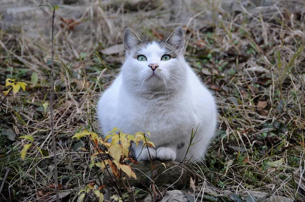 Большая Белая Кошка Зелеными Глазами Лежит Камне Осенью — стоковое фото