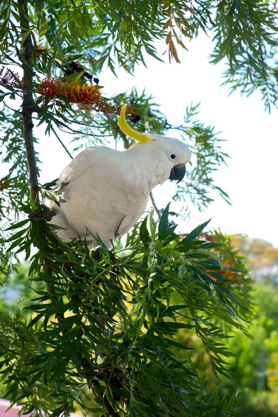 Kakadu biała siedzi na drzewie — Zdjęcie stockowe