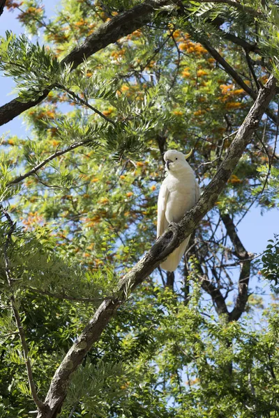 나무에 흰색 앵무새 — 스톡 사진
