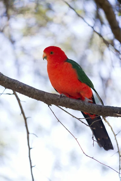 Australijski król papuga mężczyzna — Zdjęcie stockowe
