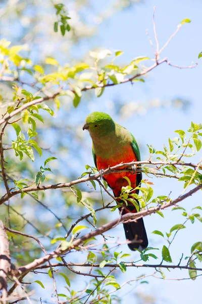 Australijski król papuga kobieta — Zdjęcie stockowe