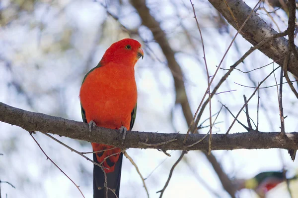 Australian king parrot male sitting on a tree — Stock Photo, Image