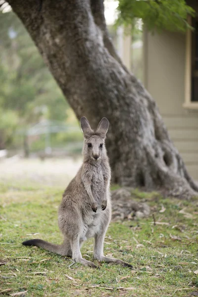 Petit kangourou sous l'arbre — Photo