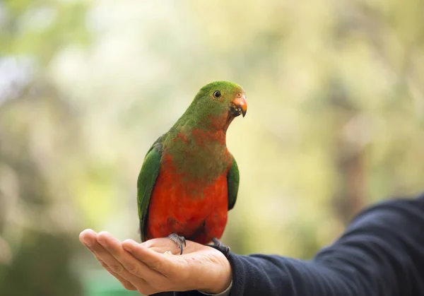 Australiano rei papagaio fêmea sentado na mão — Fotografia de Stock