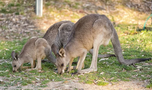 Kanguru ailenin bir arada — Stok fotoğraf