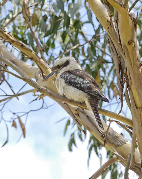 Kookaburra on a tree closeup. — Stock Photo, Image