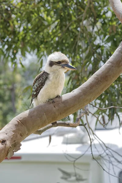 Kookaburra on a tree closeup. — Stock Photo, Image