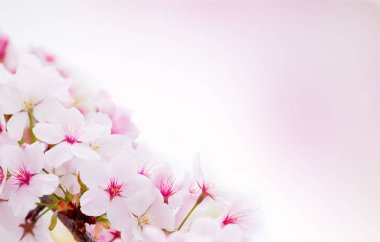 Kopyalama alanı olan pembe çiçekler