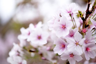 Pembe çiçekler ilkbaharın başlarında