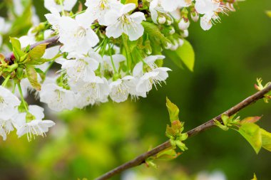 Güneş ışığı altında kiraz çiçeği, makro, yakın çekim.