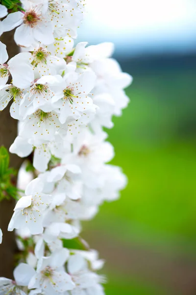 Bílé třešňové květy na stromě, svislá orientace. — Stock fotografie