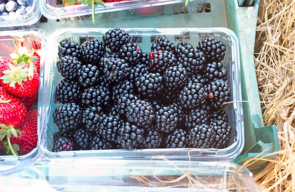 Blackberries packed and ready for sale. — Stock Photo, Image