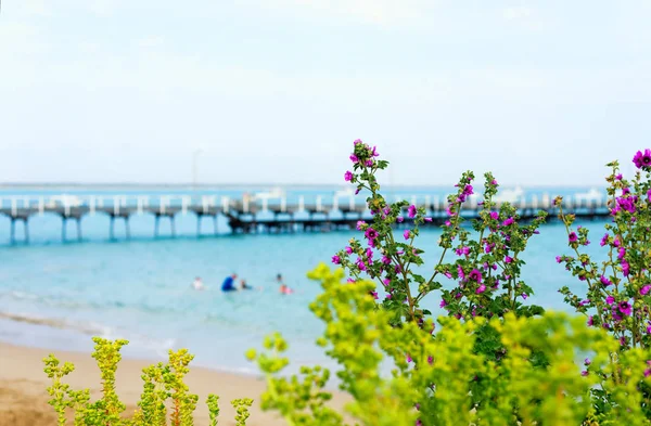 Australische bloemen en onscherpe Beachport steiger op de achtergrond — Stockfoto