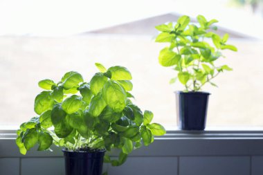 Penceredeki çömlekte büyüyen fesleğen. 