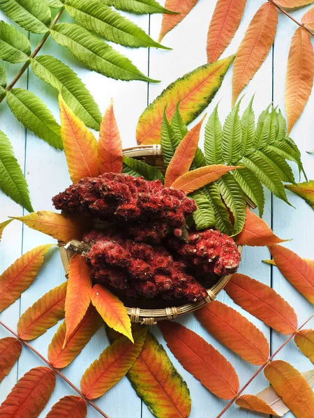 Drupes of a staghorn sumac — Stock Photo, Image