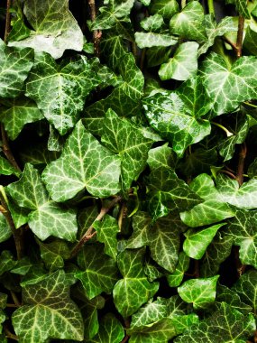 Ivy beyaz ahşap arka planda bırakır. Sığ dof.