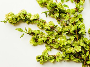 Beyaz ahşap arka planda karaağaç çiçekleri. Sığ dof.