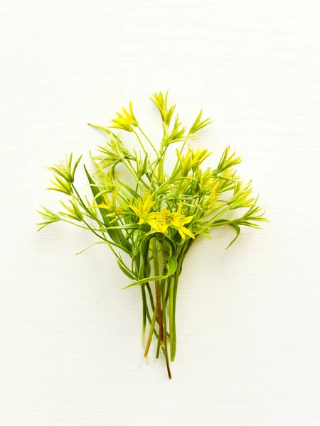 Квіти Gagea Lutea Білому Дерев Яному Фоні Неглибокий Доф — стокове фото