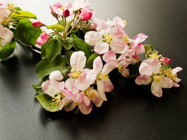 Fleurs Pommier Sur Fond Bois Dof Peu Profond — Photo