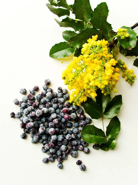 Mahonia Aquifolium Flores Bagas Fundo Madeira Branca Dof Rasa — Fotografia de Stock