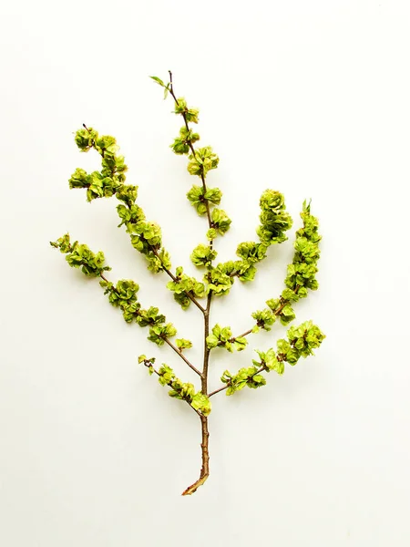 Jilm Strom Květiny Bílém Dřevěném Pozadí Mělké Dof — Stock fotografie