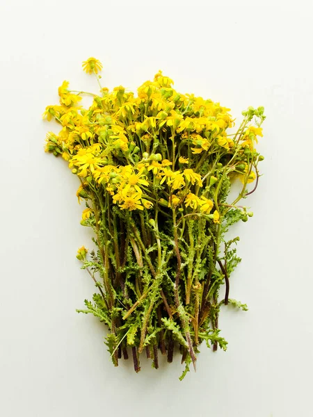 Fiori Ragwort Sfondo Bianco Legno Dof Poco Profondo — Foto Stock