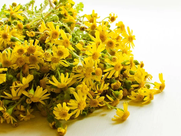 Ragwort Flowers White Wooden Background Shallow Dof — Stock Photo, Image