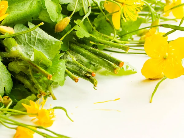 Celandines Fleurs Sur Fond Bois Blanc Dof Peu Profond — Photo