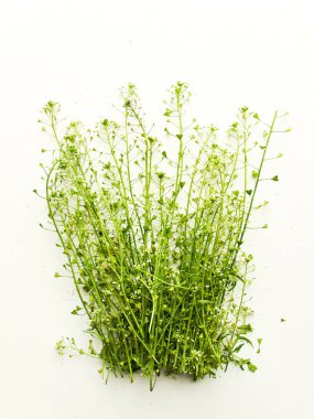 Shepherd 'ın çantasındaki ot beyaz ahşap arka planda. Sığ dof.