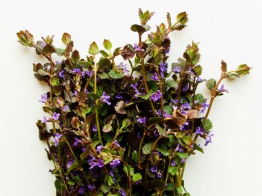 Beyaz arka planda çiçekler olan nane şekeri. Sığ dof.