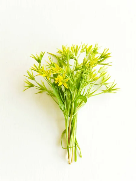 Gagea Lutea Flores Sobre Fundo Madeira Branca Dof Rasa — Fotografia de Stock