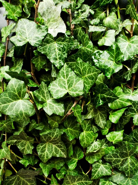Ivy Leaves White Wooden Background Shallow Dof — Stock Photo, Image