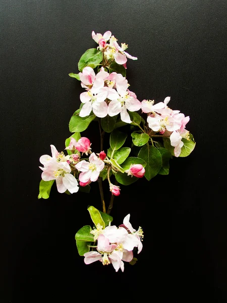 Apfelbaumblüten Auf Dem Hölzernen Hintergrund Oberflächlicher Dof — Stockfoto
