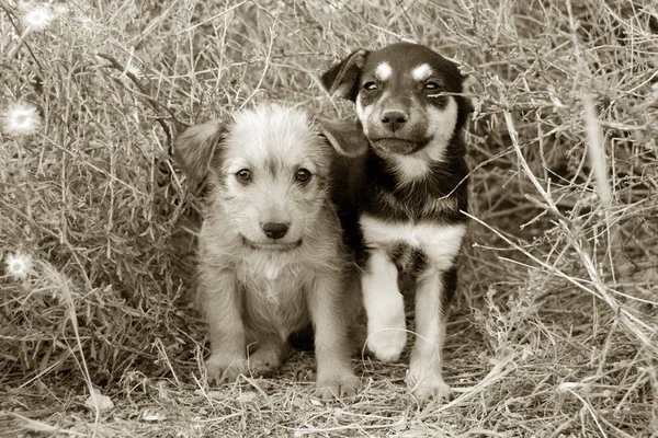 Sad homeless puppies — Stock Photo, Image