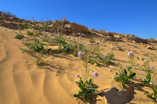 Frühlingsblumen in der Wüste — Stockfoto