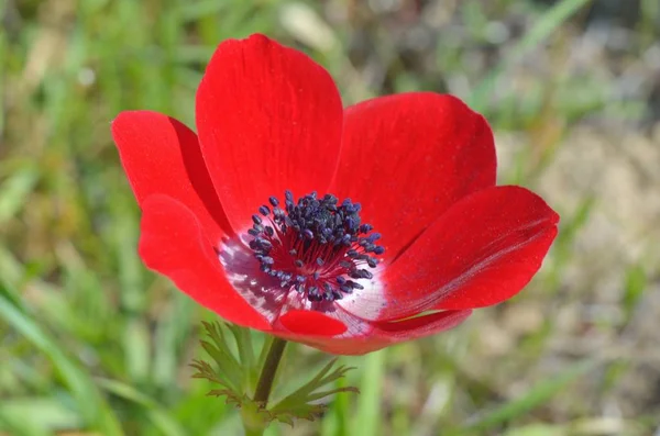 Flor de anêmona selvagem — Fotografia de Stock