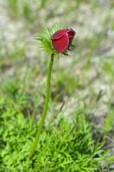 Bud selvagem Anêmona flor — Fotografia de Stock