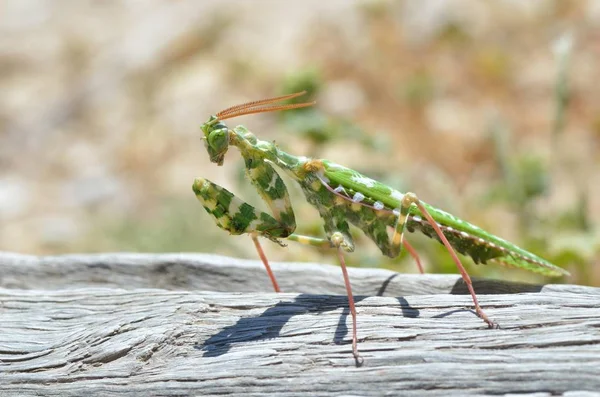 Gottesanbeterin aus nächster Nähe — Stockfoto