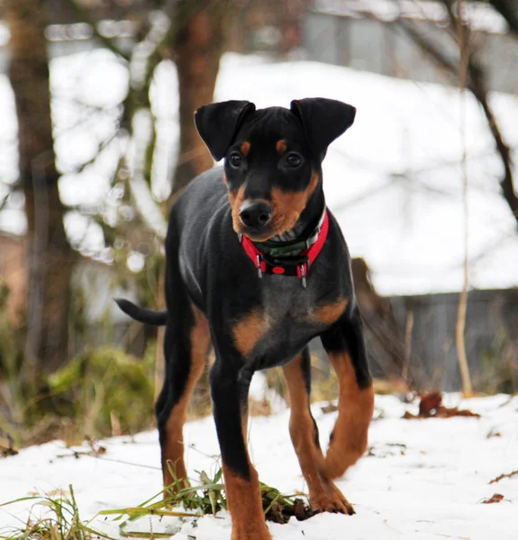 小型短毛猎犬在冬季散步 — 图库照片