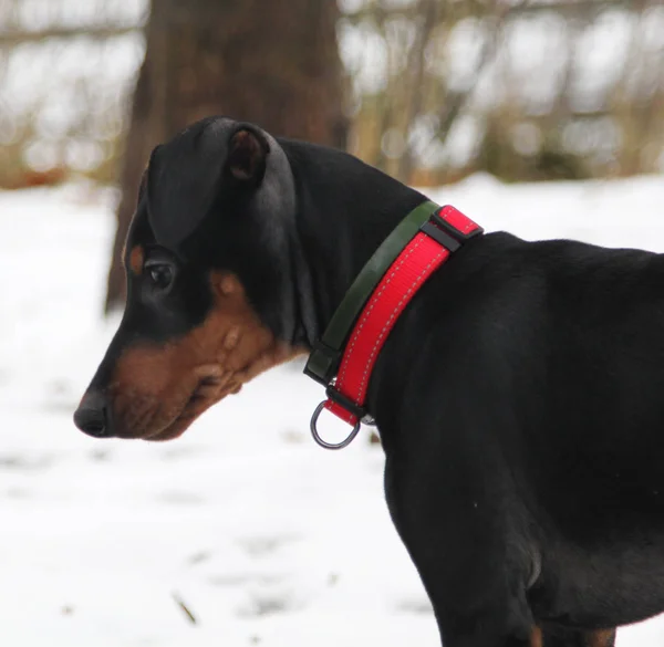 Kis Méretű Pinscher Téli Séta — Stock Fotó