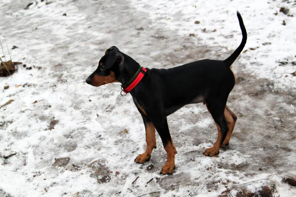 Pinscher Miniatura Piedi Inverno — Foto Stock