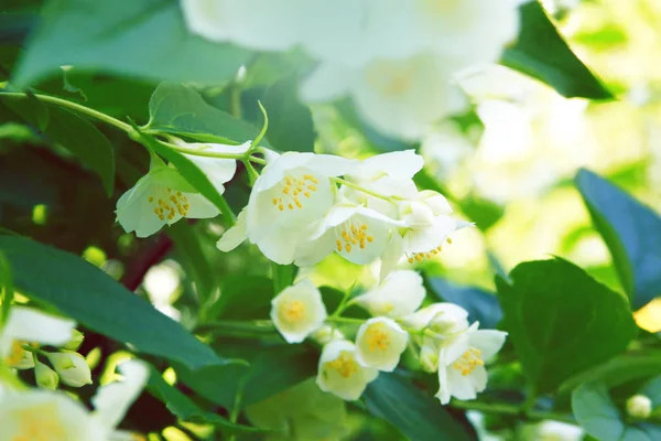 Jasmin Bloemen Close Weergave Lente Seizoen — Stockfoto